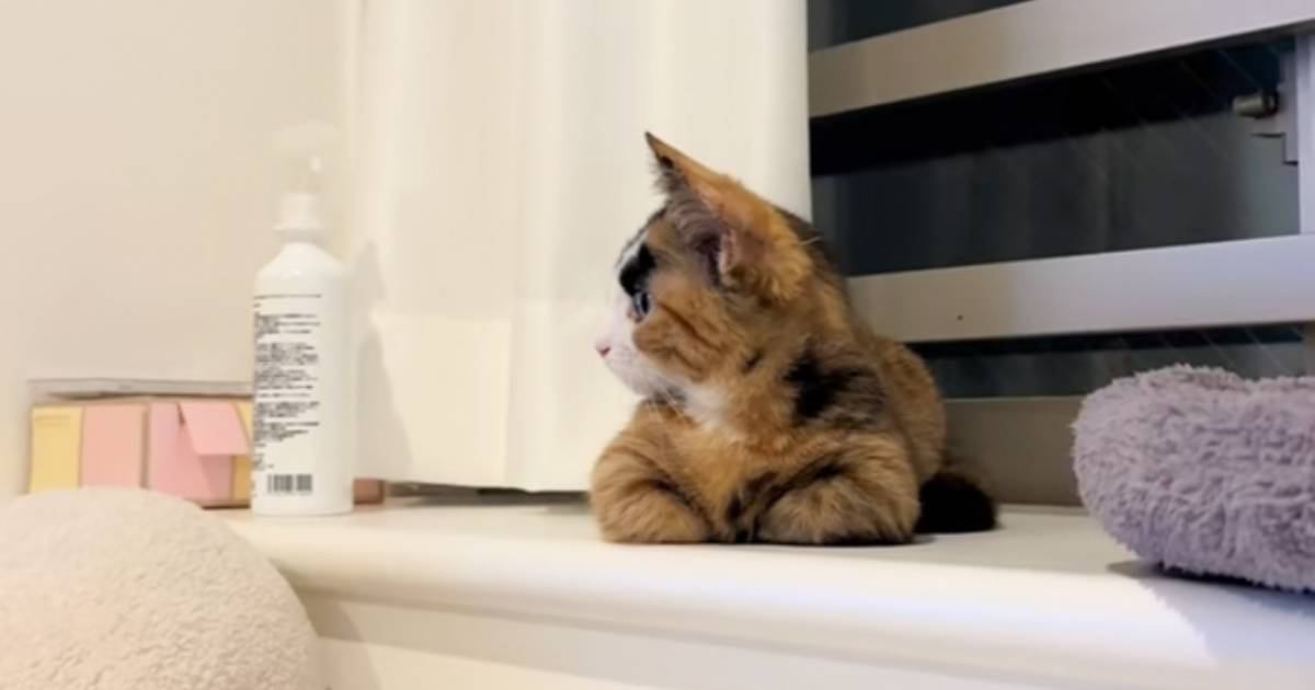 正面から見ると可愛らしい顔の猫→『横』から見てみると…あまりにも凛々しい『まさかの表情』が76万再生「西郷隆盛みたいｗ」「可愛すぎｗ」