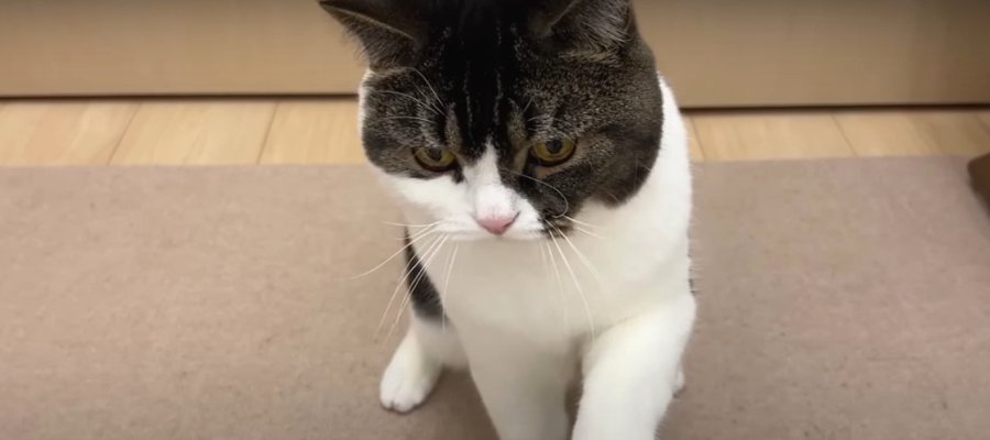 お手本は憧れのワンコ『おすわり』をマスターした猫くん！