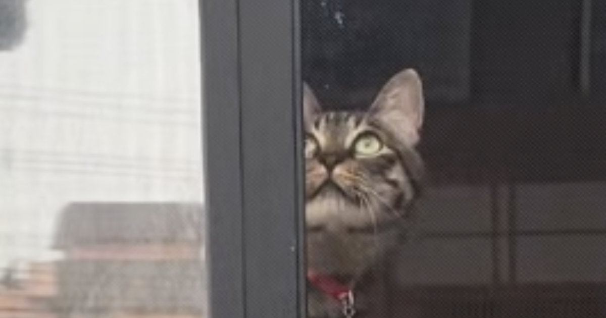 心配そうに窓のほうを見つめる先輩猫→視線の先には『子猫』がいて…驚きの光景が92万再生「一瞬浮いているかと思った」「パントマイムｗ」
