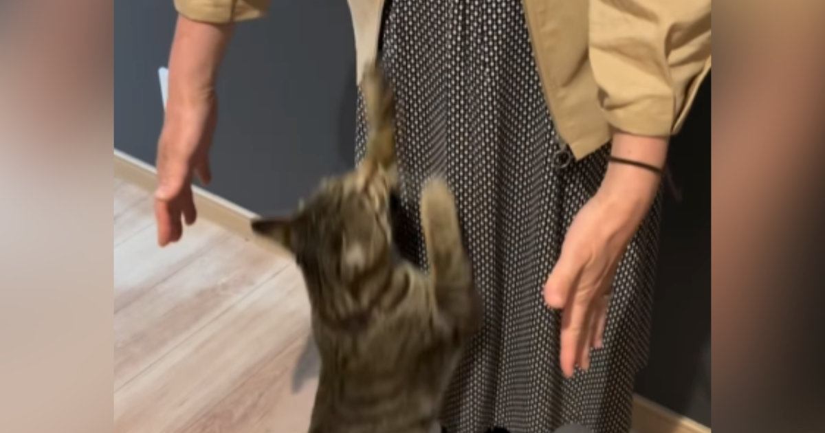 『大好きなおばあちゃん』が久しぶりに家に来たら、猫が……心温まる『再会の瞬間』が80万再生「覚えてるのすごい」「愛にあふれてる」