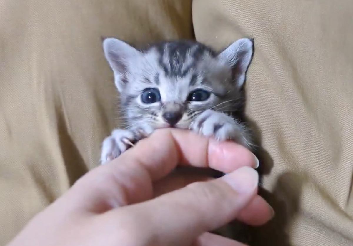 『指を噛み噛みしていた子猫』から指取り上げてみたら…まさかすぎる表情の変化が377万表示「この世の絶望みたいなｗ」「たまらんｗ」