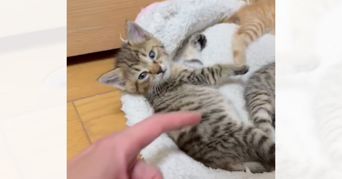 『シャー』と威嚇する3匹の保護子猫を洗ったら…まさかの『かわいすぎる変化』が526万表示「水溶性だったみたい」「変な声漏れた」と話題に
