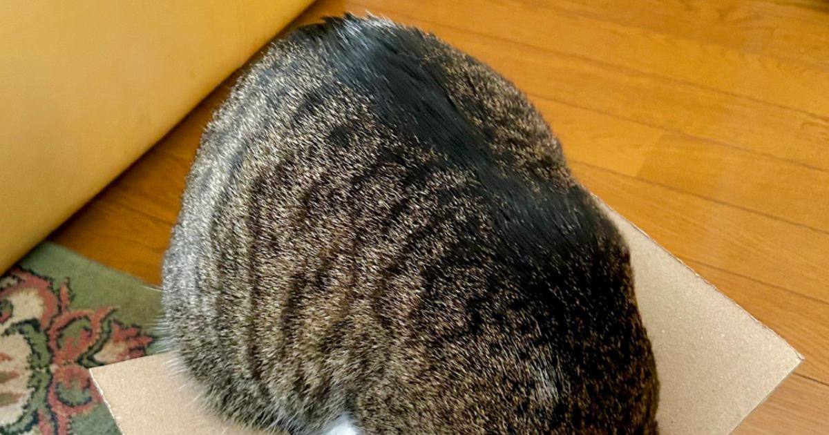 ダンボールに入ろうとする猫→『箱のサイズ』を見てみると…絶対無理そうな光景に爆笑する人が続出「あれぇ？って顔ｗ」「限度ってものが…」