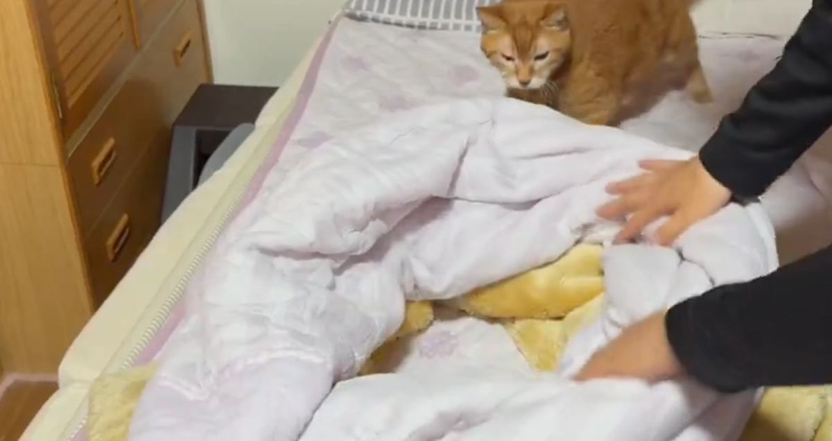 「ネコホイホイｗｗ」飼い主さんがベッドを整えると…まさかの光景が可愛すぎると347万表示「ご苦労って感じにｗ」「幸せな時間だね」