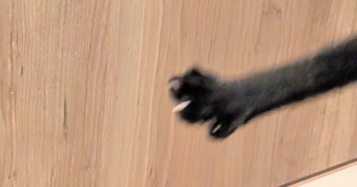お迎えしたばかりの保護子猫→遊ぶ姿を撮影したら…躍動感がすごすぎる光景に6万いいね「元気さがよくわかるｗｗ」「笑いが止まらない」