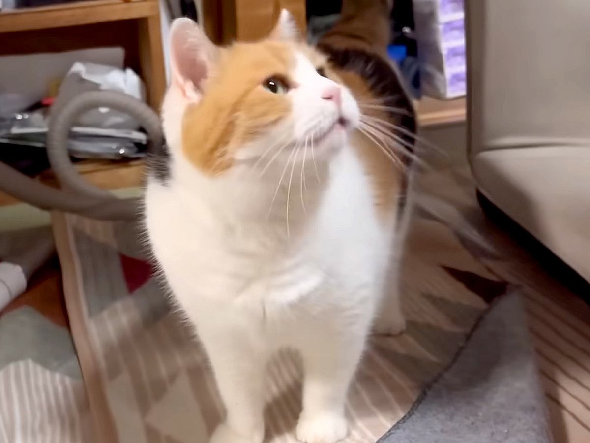 『もう待てないニャ』お父さんがお風呂を出ると、三毛猫がきて…『あざとくナデナデを要求する姿』に「声小さいの萌える」「あまえんぼ可愛い」