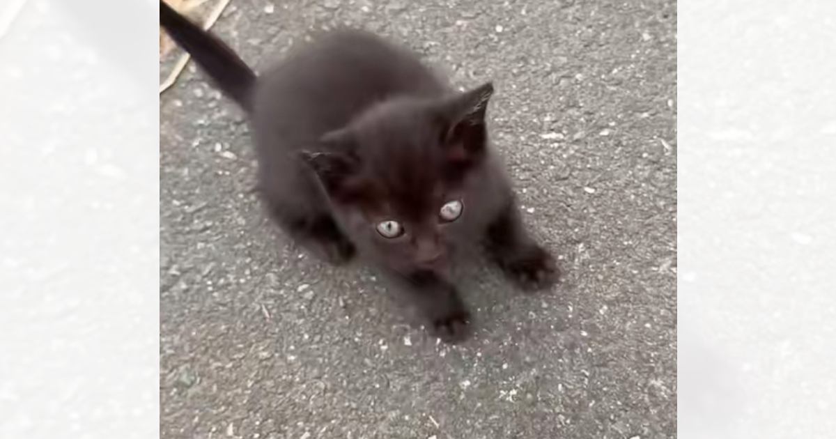 道路沿いで鳴いていた『1匹の小さな黒猫』を保護→家にいた2匹の犬と会わせてみたら…まさかの光景に「尊すぎるな」「みんな優しくて涙」の声