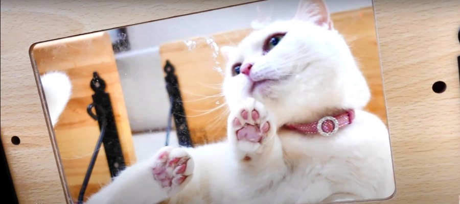 可愛すぎる！透明な板で猫ちゃんの裏側を観察♪