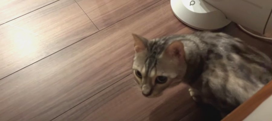 二度見でビクッ！いびきに騙された猫ちゃん