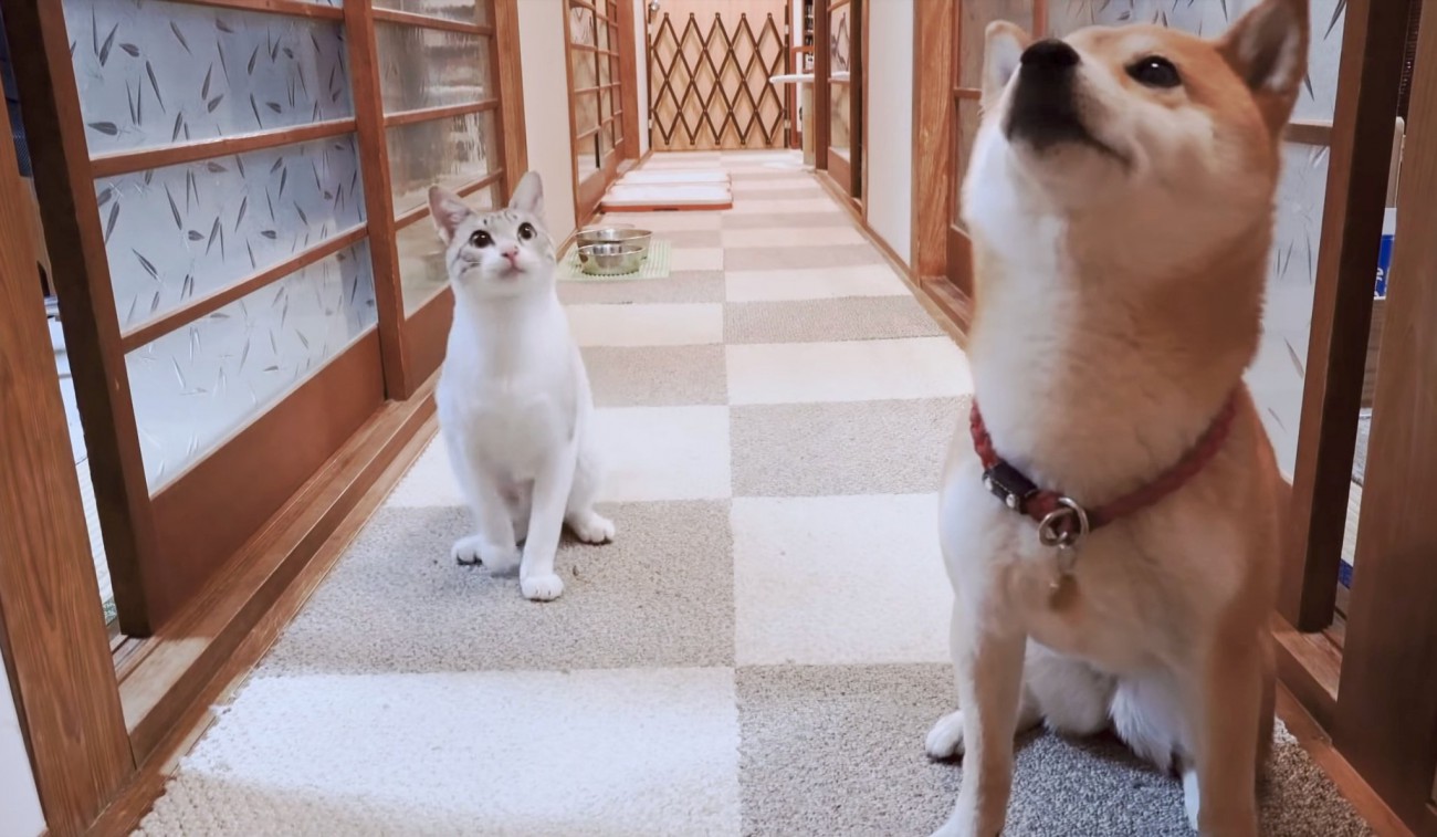 犬よりも『持ってこい』と『お座り』が上手くできてしまった猫→「スゴすぎる」「ギネス狙えそう」120万人が大絶賛