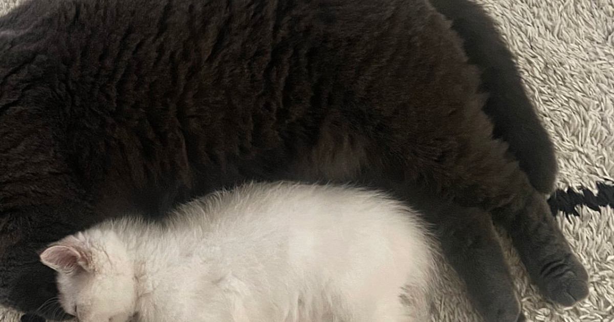 ピッタリとくっついて眠る2匹の猫→上から見ると…まるで『お寿司』のような可愛すぎる見た目に２万いいね「ネタが大きすぎる」「ナマコ？ｗ」