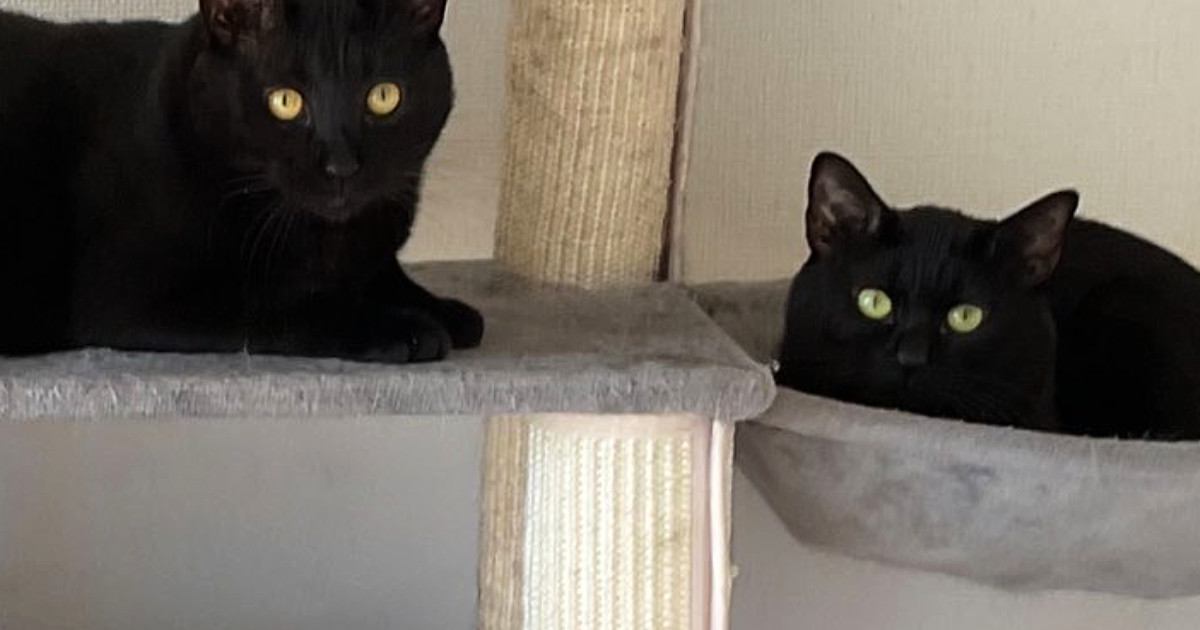 キャットタワーを見ると、黒猫たちが集まっていて…まるで雑誌の表紙のような『素敵すぎる瞬間』に２万いいね「圧巻」「かわいすぎる影分身」