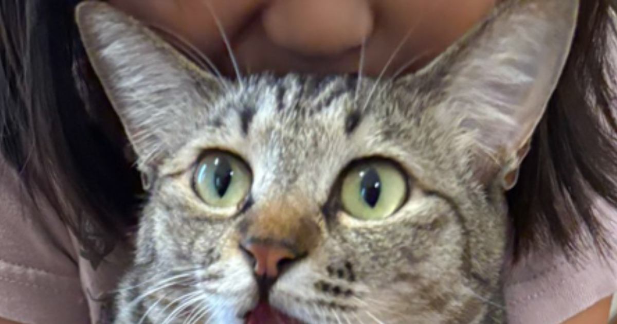 女の子に抱っこされたネコ→頭を"吸われて"…次の瞬間見せた『まさかの表情』に2万いいね「100点満点」「何すんのよぉぉって顔w」と話題