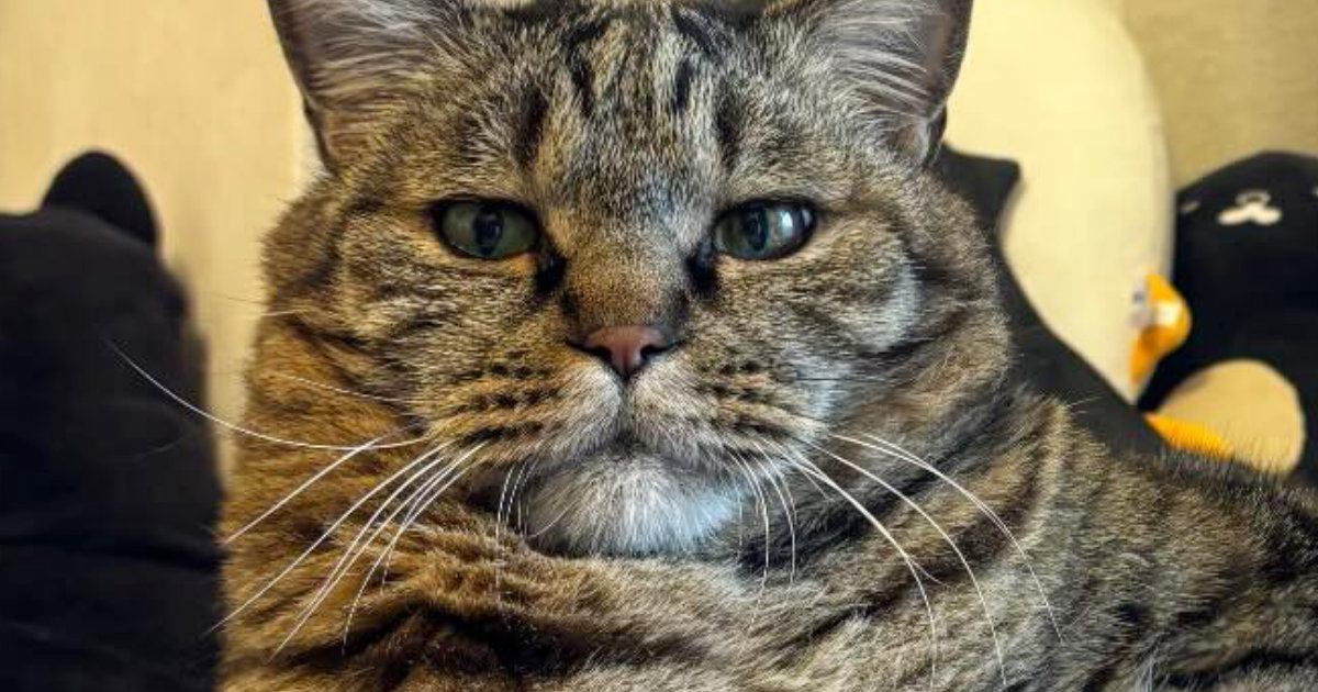 帰宅すると、お気に入りのスポットでくつろいでいた猫…『貫禄ありすぎる光景』に「王だ、王冠が見える」「うむ、ゆっくりでいいぞ」と１万いいね