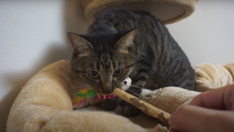 野生化した猫ちゃんからオモチャを取り返したい！またたびで釣ってみた結果