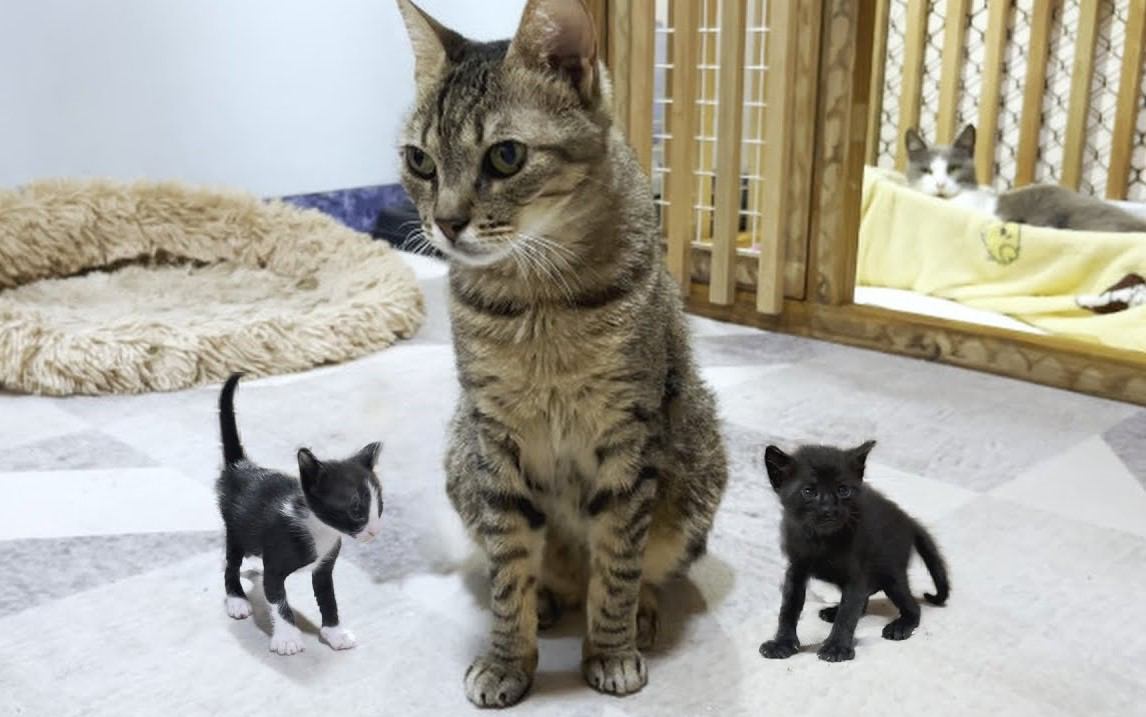 『血の繋がりのない子猫たち』に大人気になった先住猫…優しさ溢れる光景が心温まると31万再生「これが愛」「優しいお母さん」の声