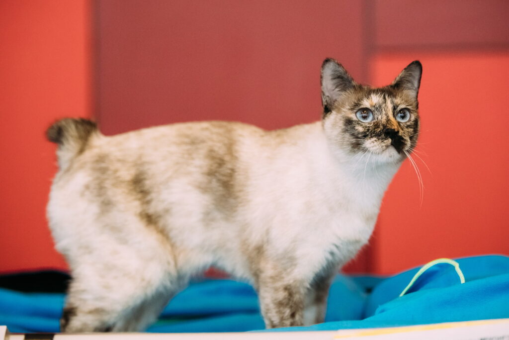 【獣医師監修】メコンボブテイルは飼いやすい？猫種の性格や飼う前の注意点・価格相場まで徹底解説