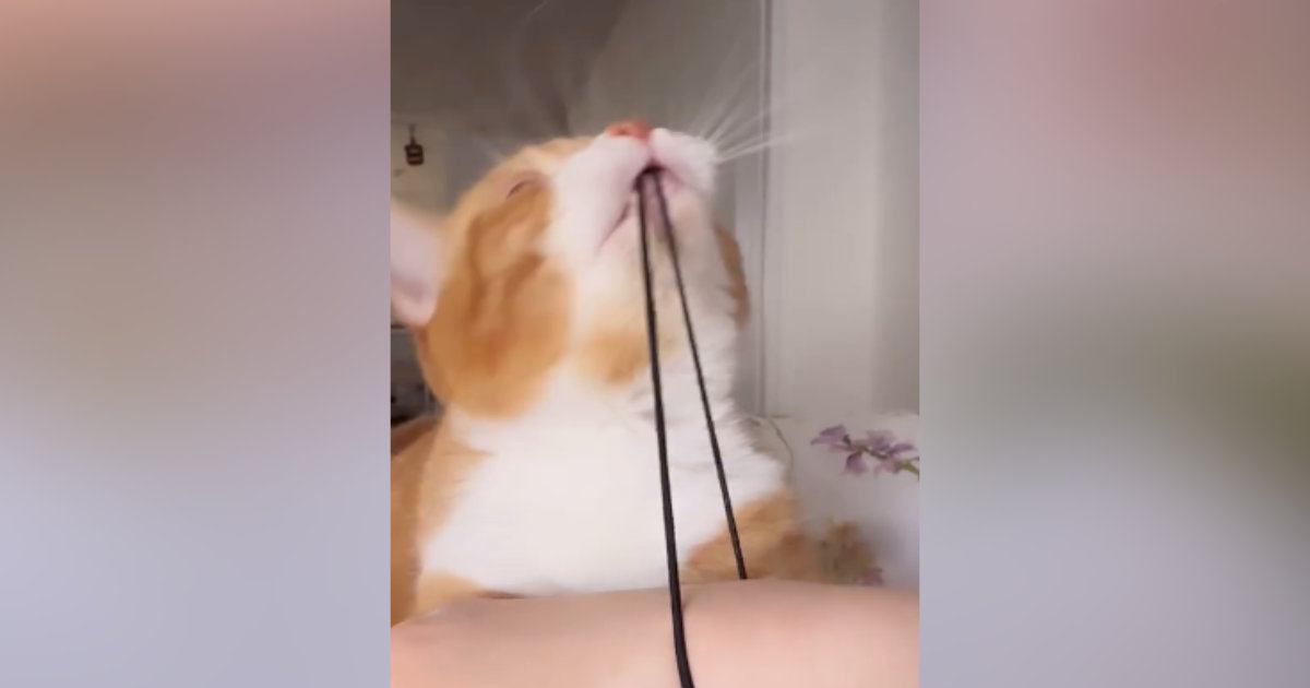 腕につけていた『ヘアゴム』で遊び始めた猫→限界まで引っ張って……笑ってしまう展開に「可愛いから仕方ないｗ」「ゴム大好きだよねｗ」の声