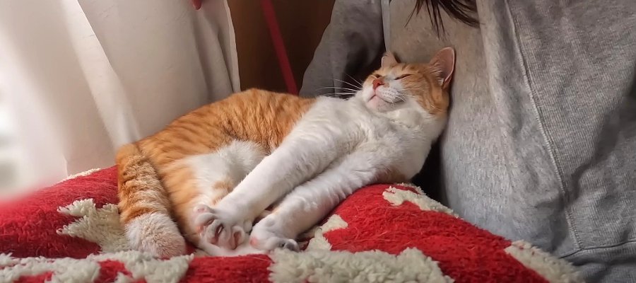 いつもと同じ…だけど何かが違う？猫ちゃんのウキウキな1日♡