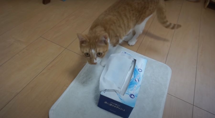 諦めない猫ちゃん！ティッシュ箱の中にはお宝が？！