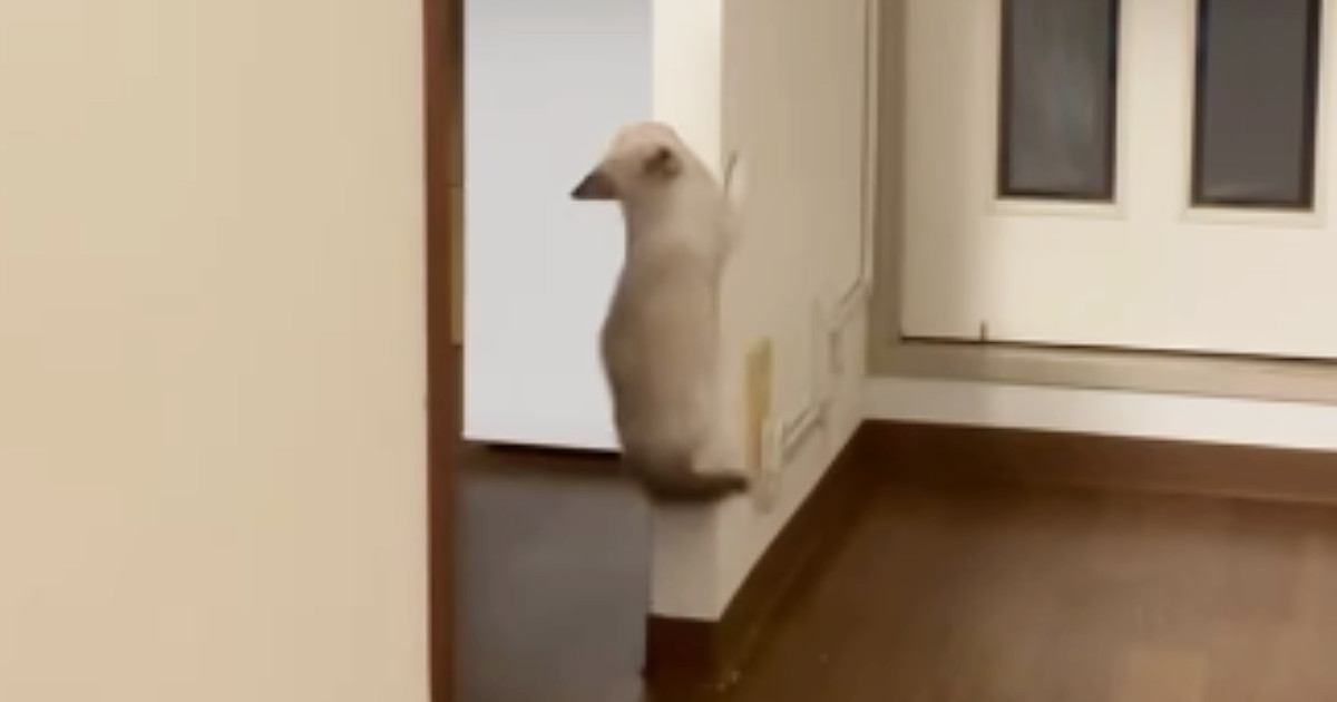 1匹の子猫が壁を登り始めると、ほかの子猫たちも続々と集まってきて…たまらなく可愛い光景が42万再生「ニヤニヤしちゃうな」「すごいｗ」