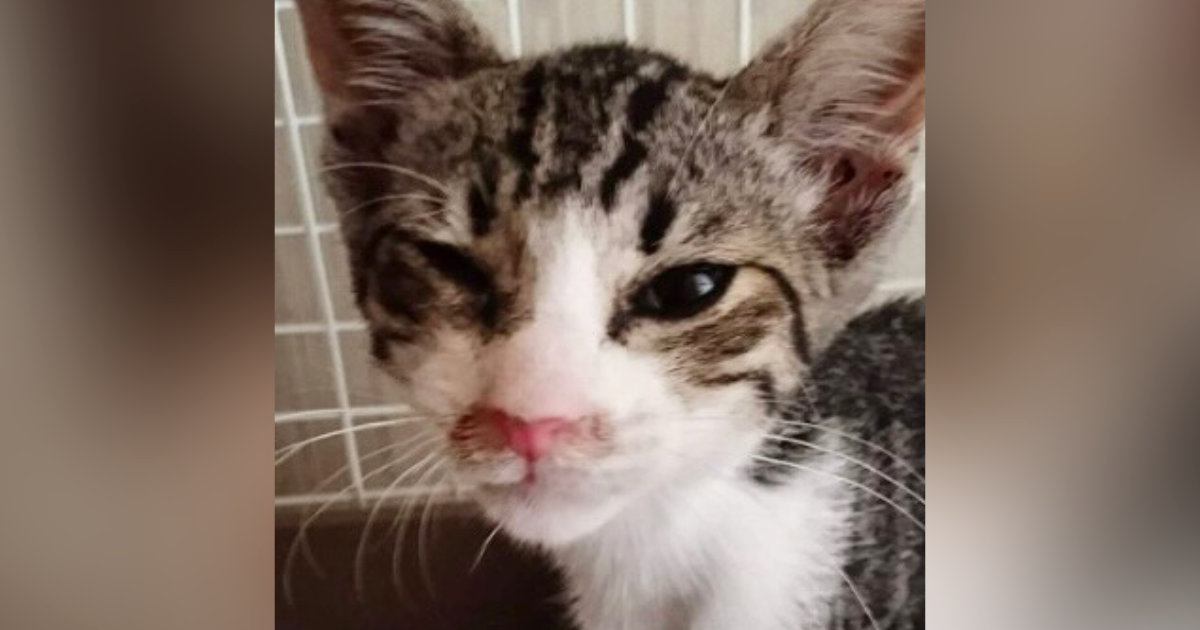 真夏のアスファルトで『虫の息だった子猫』が、現在…見違えるビフォーアフターに感動の声続出「よかったよかったー」「本当にイケニャン」