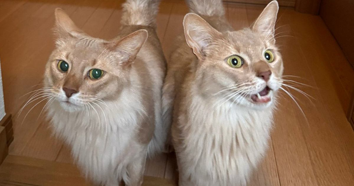 焼き肉を食べて帰ってきたら、『２匹の猫』が……かわいすぎる表情と『しっぽ』に２万いいね「間をくぐり抜けたい」「シンメトリーでよい」