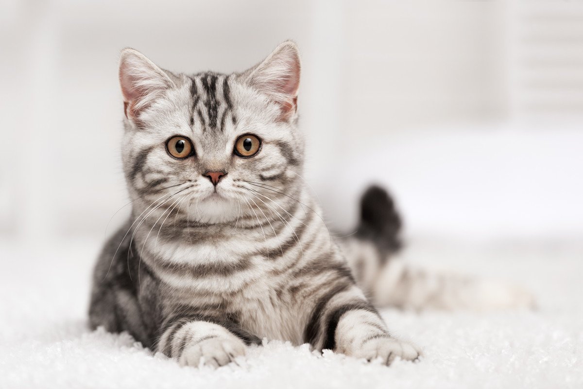 猫がいる部屋によくある『落とし物』4選　歯や爪…見つけたら大切に取っておきたくなるかも！