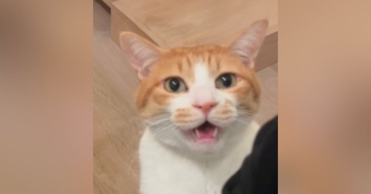 『ママと一緒に寝たい猫』→夜になると……とんでもなく尊い『アピールの様子』が42万再生「鳴き声が最強ｗ」「最優先で一緒に寝ちゃう」