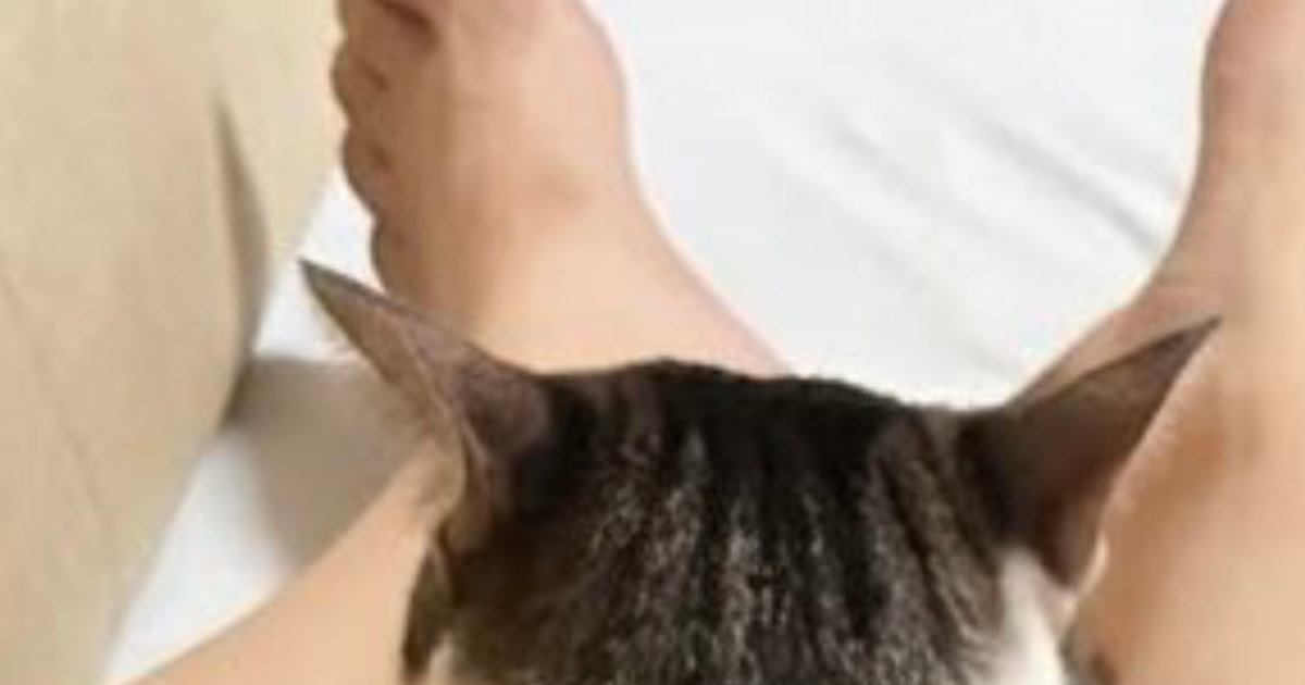 連休中、娘が久しぶりに帰ってきた結果…猫たちが見せた『可愛すぎる行動』に「帰りたくなくなっちゃいそう」「幸せ時間ｗ」とSNSで話題
