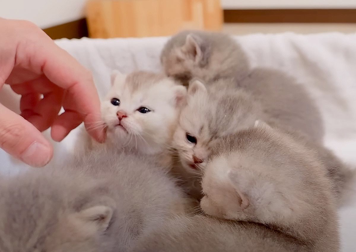 飼い主が帰宅すると…『抱っこの順番待ちをする子猫たち』がかわいすぎると41万8000再生「けしからん」「可愛いの渋滞」悶絶の声