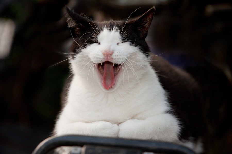 猫の鳴き声は100種類もある！？難解な猫語を３つのタイプから解説！