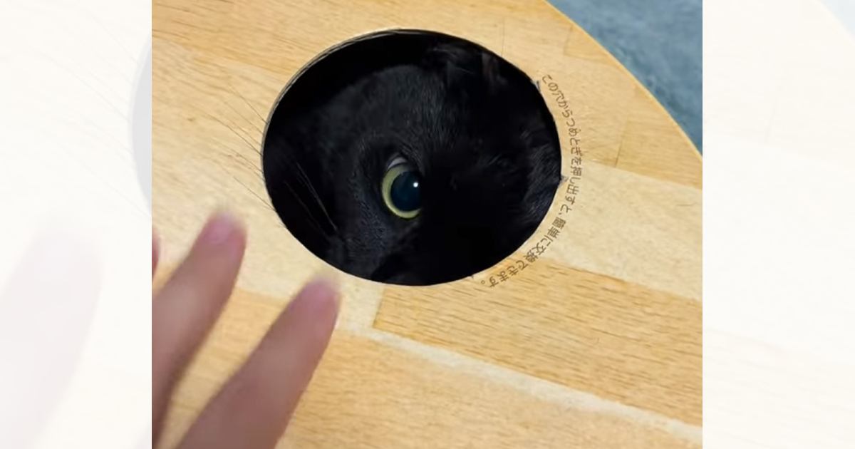 「か、可愛すぎる…！ｗ」穴から顔を出す黒猫→指を近づけたら…悶絶必至の『たまらない瞬間』が262万再生「パンチしてくるかと思ったらｗ」