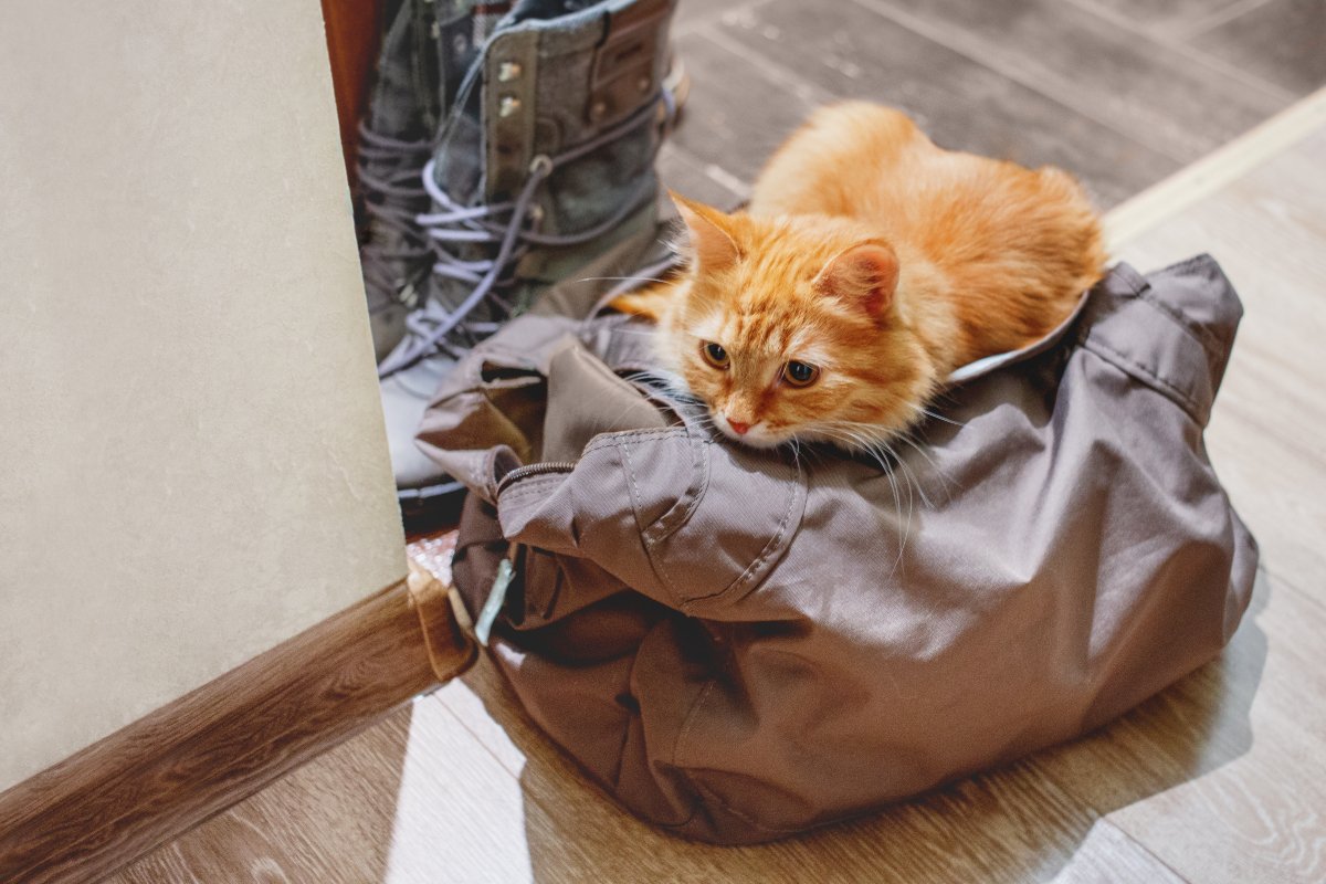 猫が『人の持ち物』に執着する理由4つ　スリスリしたがる理由や止めさせたいときの対処法も解説