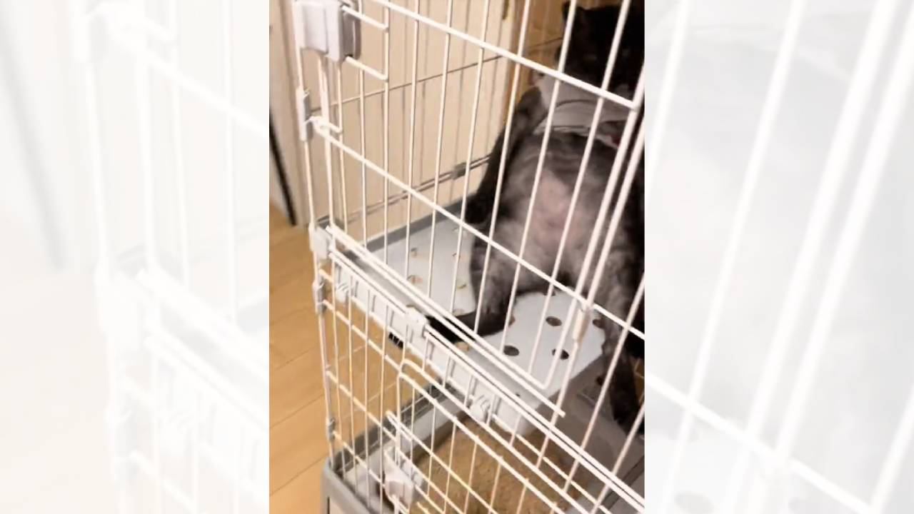 イタズラした猫をケージのなかで留守番させた結果…想像もしていなかった『衝撃のお迎え姿』が219万再生「猫やめすぎｗ」「ふれくされ感ｗ」