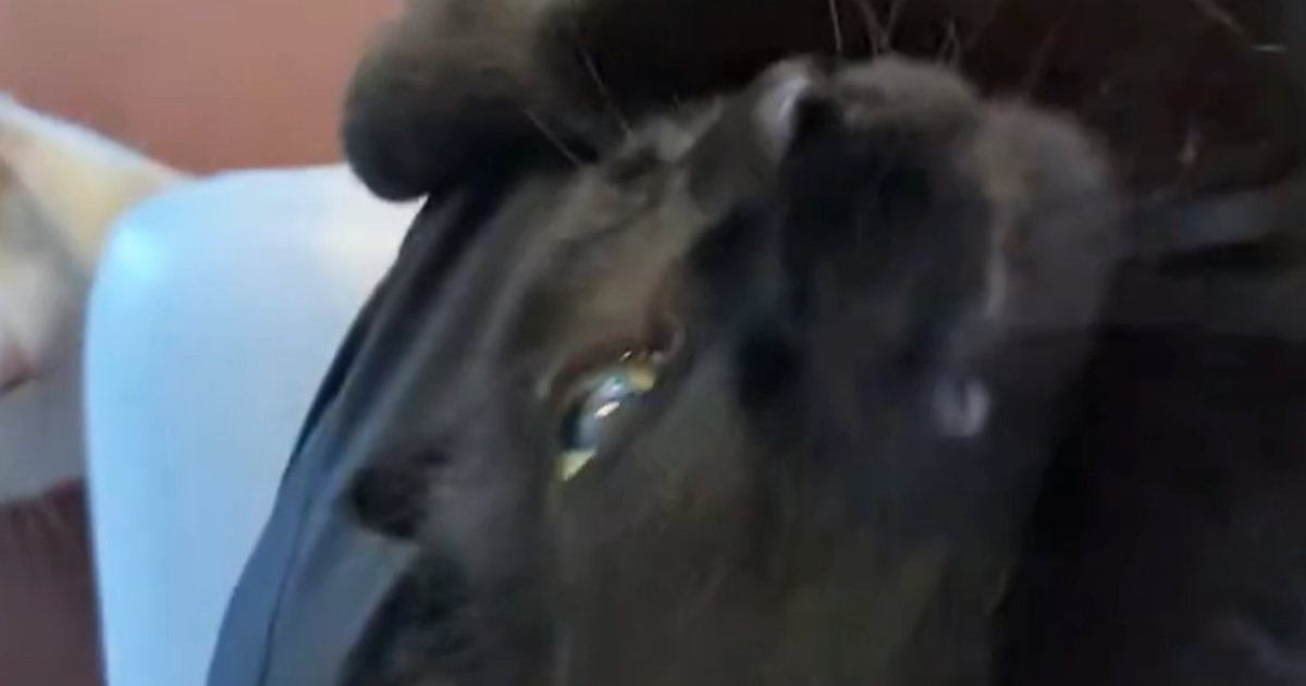 親戚の家に遊びに行ったら、2匹の猫が近づいてきて…想像以上の『熱烈歓迎』に「うらやましすぎ」「モフり放題だ」と63万表示