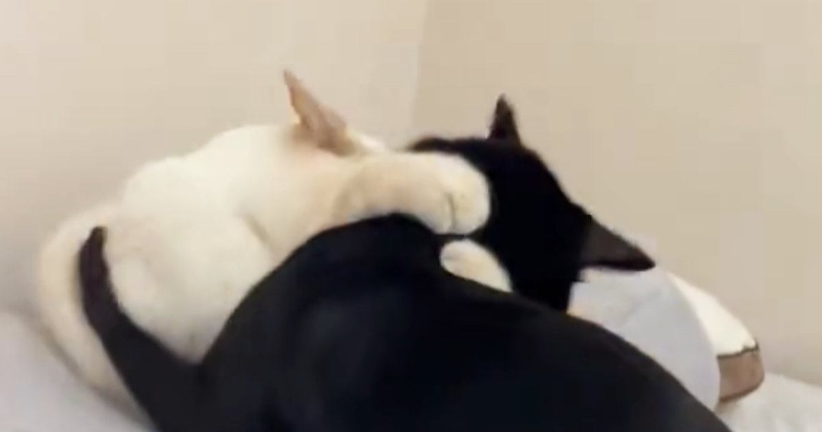 高級枕が大好きな2匹の猫→1匹がくつろいでいると…笑ってしまう『激しい攻防戦』が27万表示「もう１個買うしかないｗ」「違いのわかる猫」