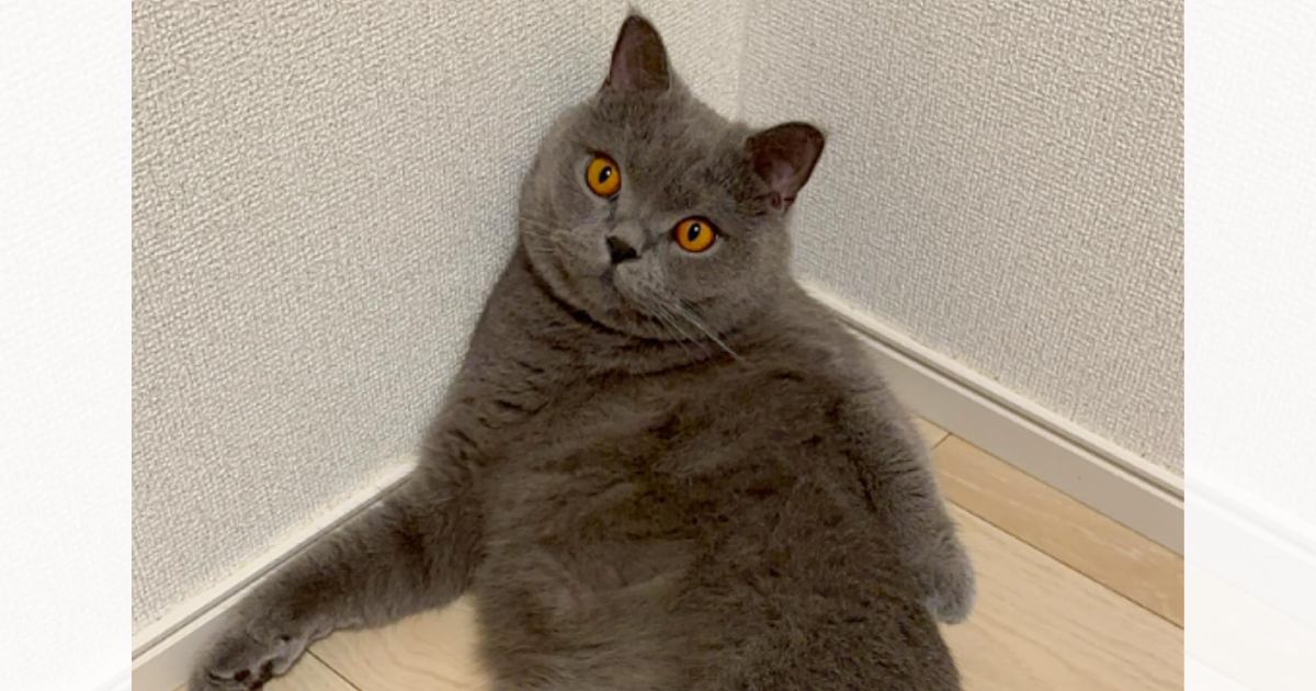 AIで猫を擬人化→可愛くなると思ったら…想定と違いすぎる『衝撃の結果』に「今まで見た中で一番笑ったｗ」「しっぽついても可愛くならないｗ」