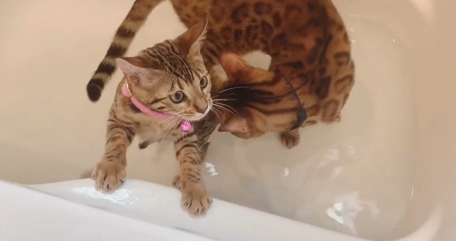 水に慣れよう！子猫たちの反応は？