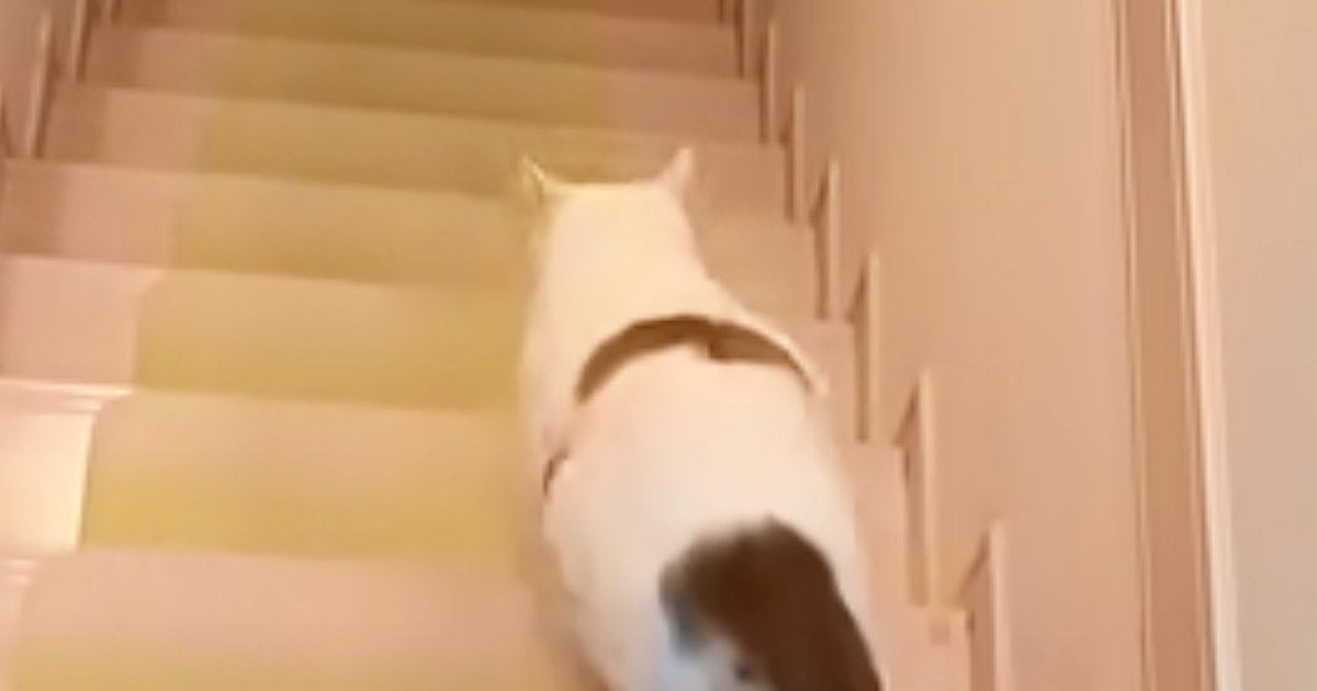 出張から帰ったパパを真っ先に出迎えた猫→足に抱きついて甘えていると…『予想外の展開』に反響「大好きな証拠ｗ」「可愛らしい」