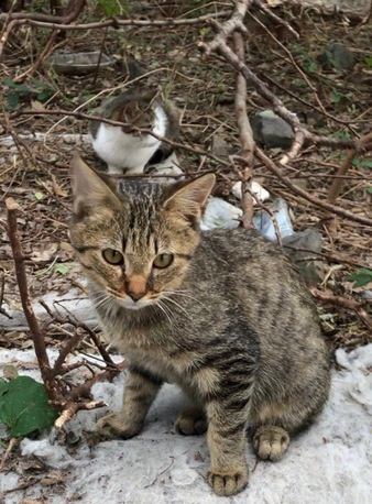 なぜ？野良猫についてこられる人に共通する3つのこと