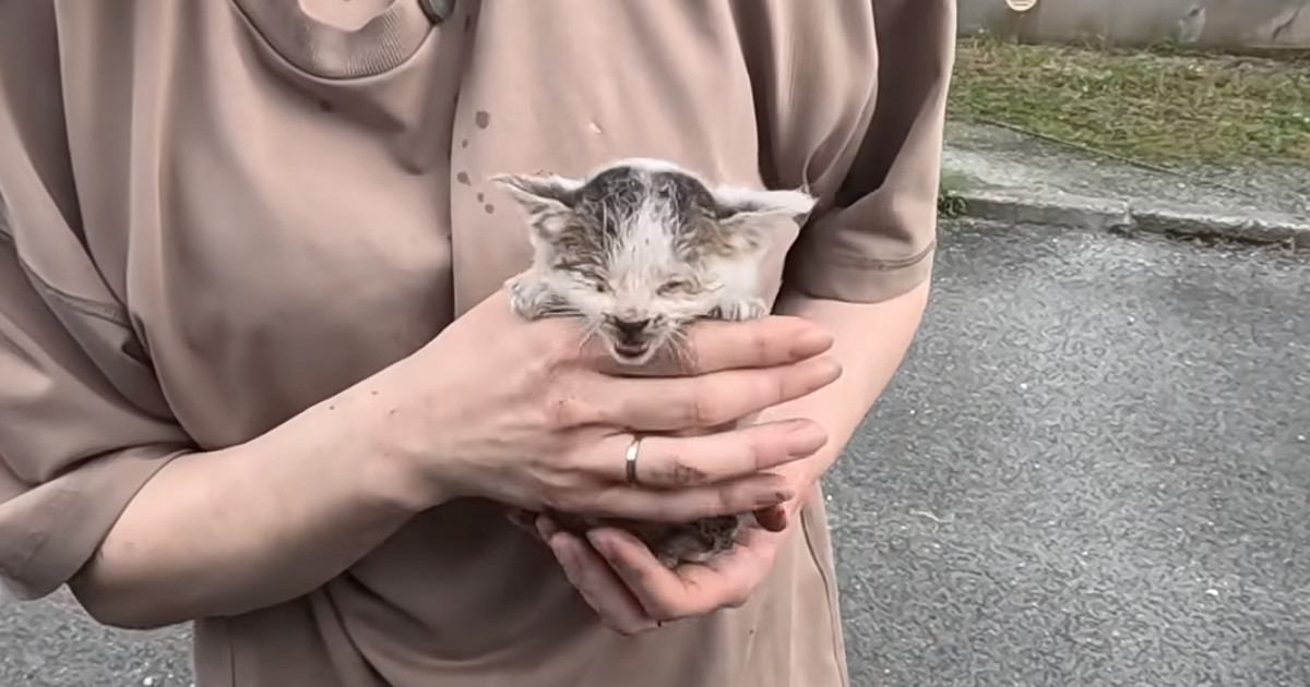 手の届かない下水管の中で『3日間鳴き続けていた子猫』→保護から4か月…現在の様子に感動の声「本当によく頑張った」「素敵」と83万再生