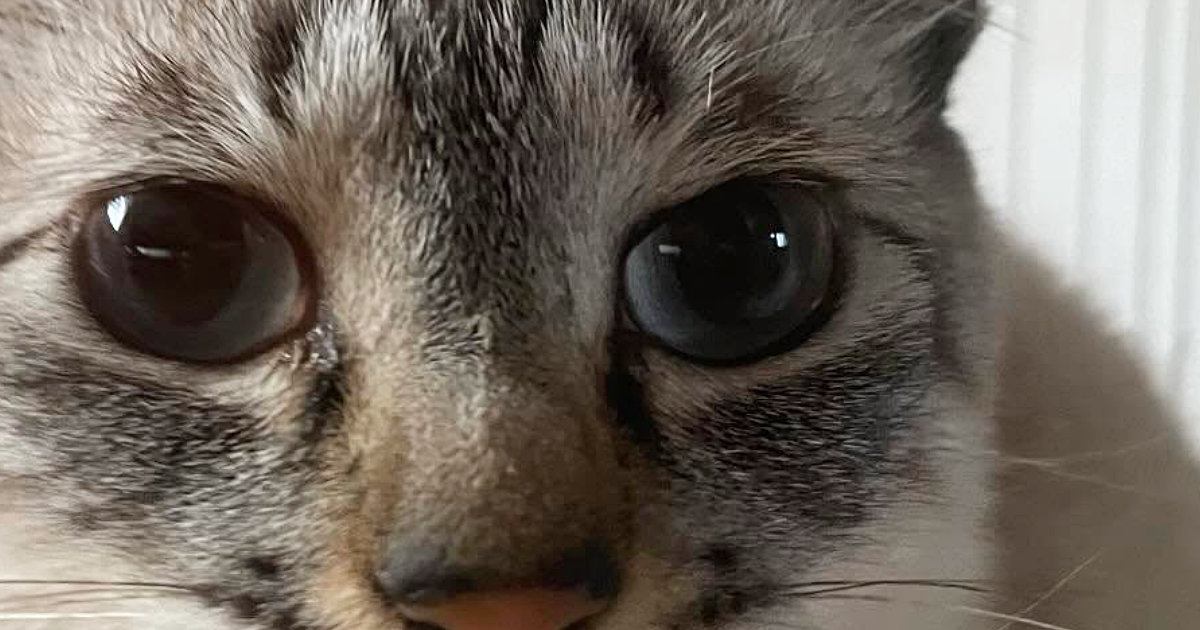 目を大きく見開く猫→『鼻先』をよく見ると、何かがついていて…可愛すぎる瞬間に「ピアスかなｗ」「吹いてしまったｗ」と笑う人が続出