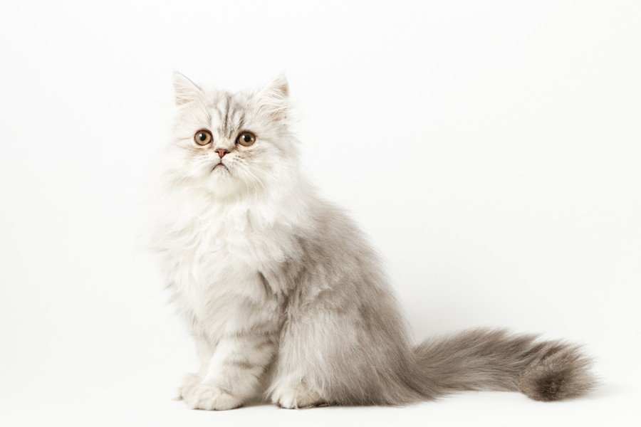 ショック！　「卓越した血統」をひく美しい子猫が医療ミスにより死去　飼い主は病院を相手に訴訟に踏み切る　中国