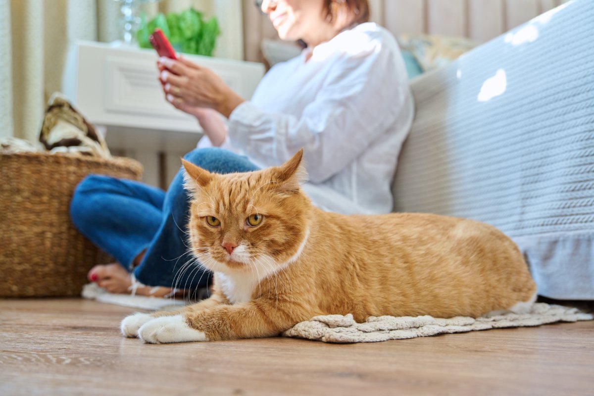猫が『飼い主に嫌われた』と勘違いするNG行為4選　誤解が生まれる理由から関係回復のポイントまで