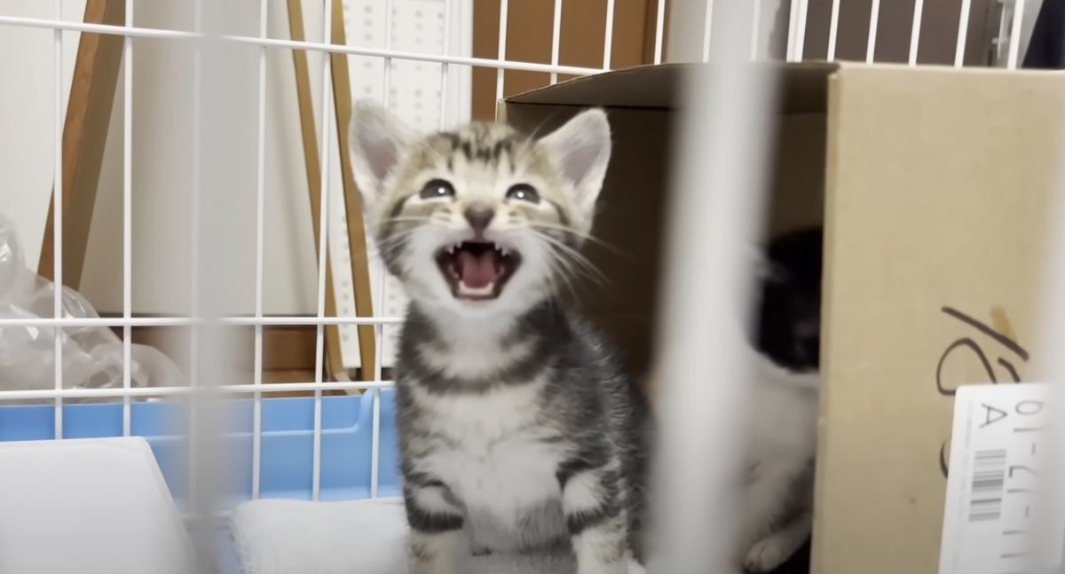 『親とはぐれた2匹の子猫』が保護された先で…段々と『変化していく様子』が可愛すぎると7万再生「電池切れが愛おしいｗ」「キュンすぎる」