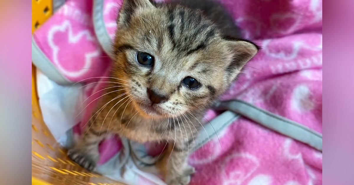 田んぼで『孤独に鳴いていた子猫』→連れて帰って愛情を注ぐと…現在の様子に「見事に仕上がったｗ」「立派になったねｗ」とSNSで反響