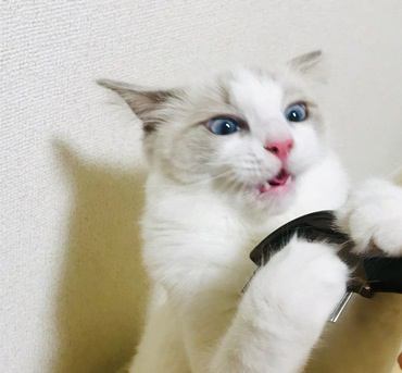  猫の抜け毛を掃除する方法５選！普段からどんな抜け毛対策をしておくべき？ 