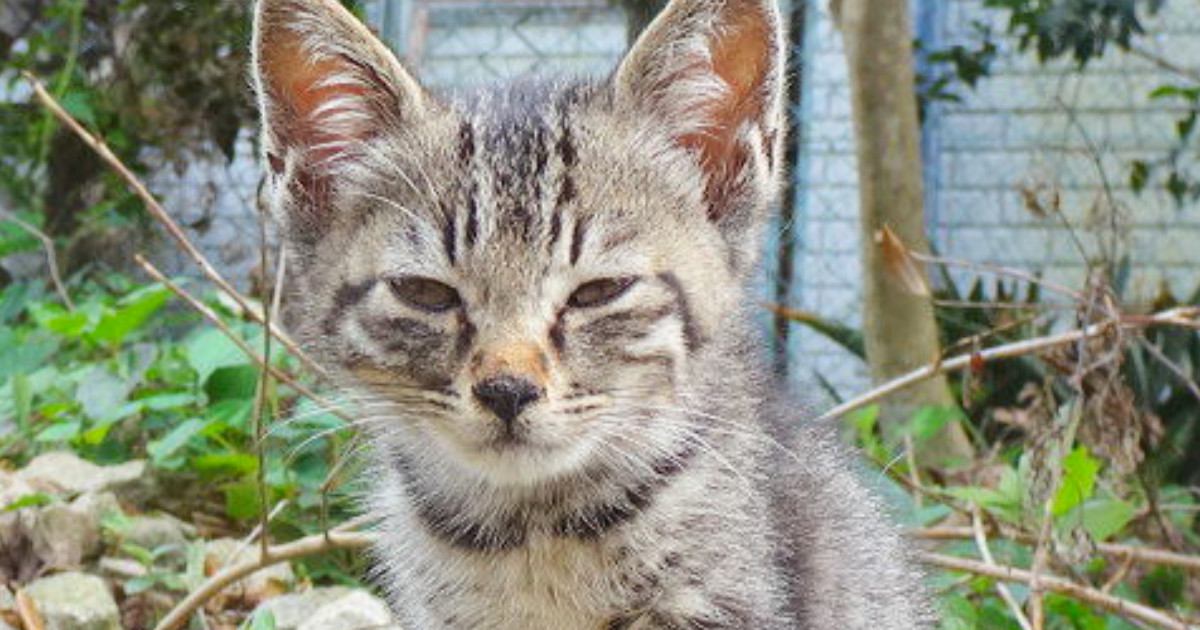 厳しめの表情をしていた『野良の子猫』を家に迎えて『１０年』…可愛すぎる『ビフォーアフター』に反響「貫禄がｗ」「幸せが伝わってくる」