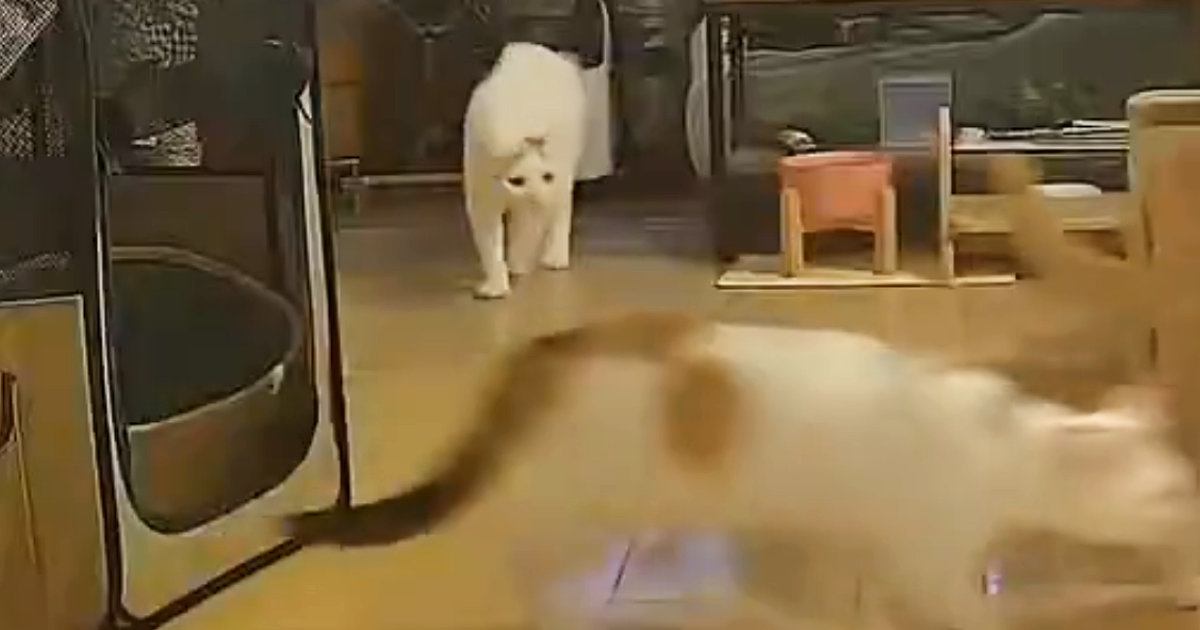 帰宅したら『キッチンが大荒れ』→カメラを確認した結果…猫たちの『まさかの行動』が20万表示「想像以上にドラクエｗ」「るんるんｗ」